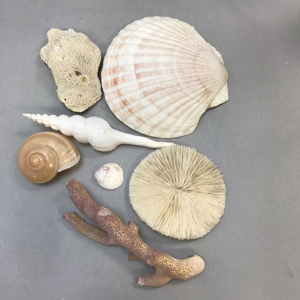 Bag of Seashells