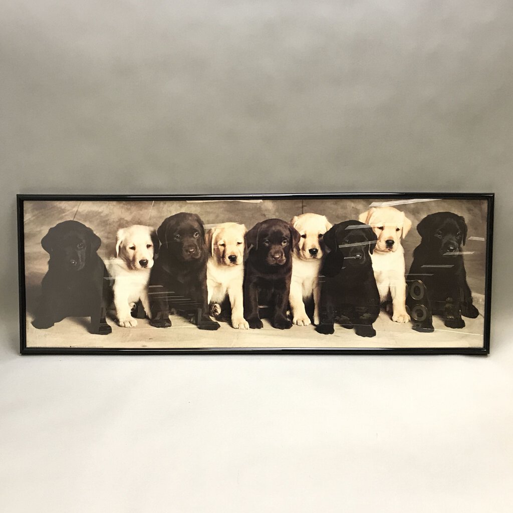 Framed Print - Labrador Puppies (12.5x36.5)