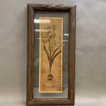 Load image into Gallery viewer, Framed &#39;Gladiolus Hispanicus&#39; Botanical Art Print (30x14.5&quot;)
