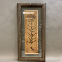 Load image into Gallery viewer, Framed &#39;Flo Constantinopolitanus Miniatus&#39; Botanical Art Print (30x14.5&quot;)
