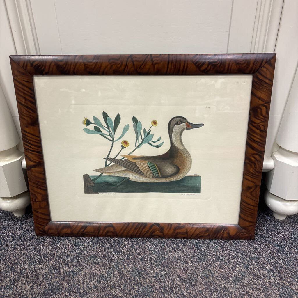 Hand-Colored Antique Duck Book Plate (20.5x25)