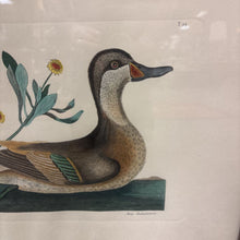Load image into Gallery viewer, Hand-Colored Antique Duck Book Plate (20.5x25)
