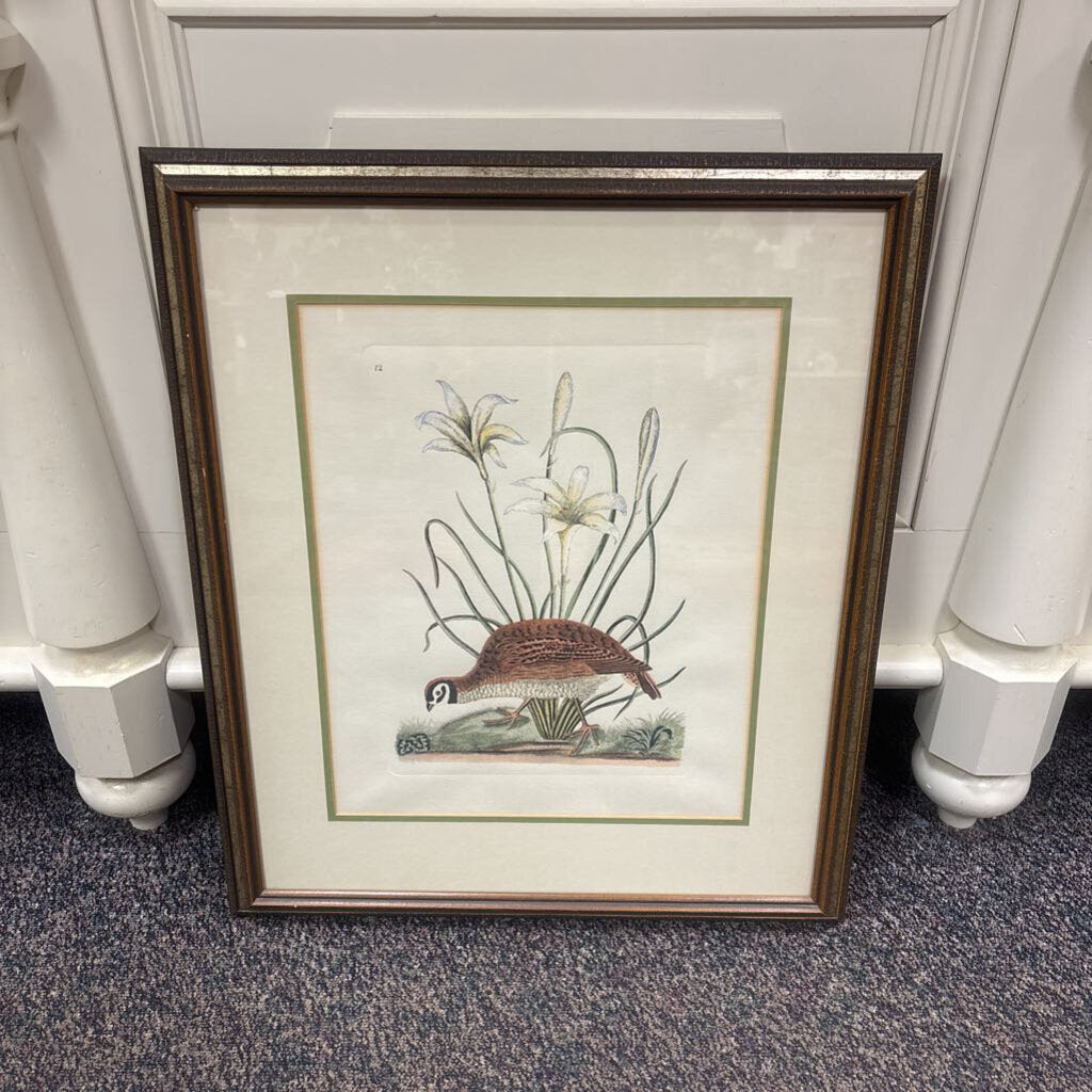 Hand-Colored Quail Antique Book Print (29x23)