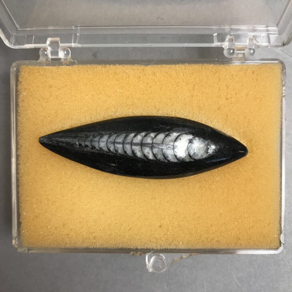 Cephalopod Fossil, Northern Africa (2 1/8