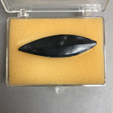 Load image into Gallery viewer, Cephalopod Fossil, Northern Africa (2 1/8&quot;)
