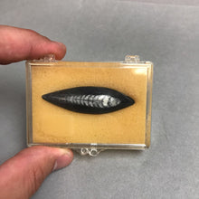 Load image into Gallery viewer, Cephalopod Fossil, Northern Africa (2 1/8&quot;)
