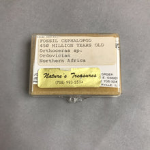 Load image into Gallery viewer, Cephalopod Fossil, Northern Africa (2 1/8&quot;)
