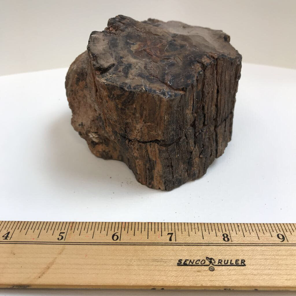 Petrified Wood