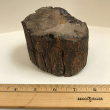 Load image into Gallery viewer, Petrified Wood
