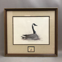Load image into Gallery viewer, Dick Lynch Signed, Framed Print - &quot;On The Nest, Canada Goose&quot; w/ Stamp) (20x22)
