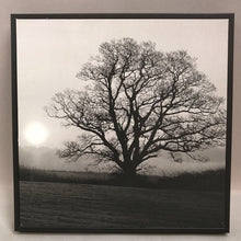 Load image into Gallery viewer, Black Framed Tree Print (10x10)
