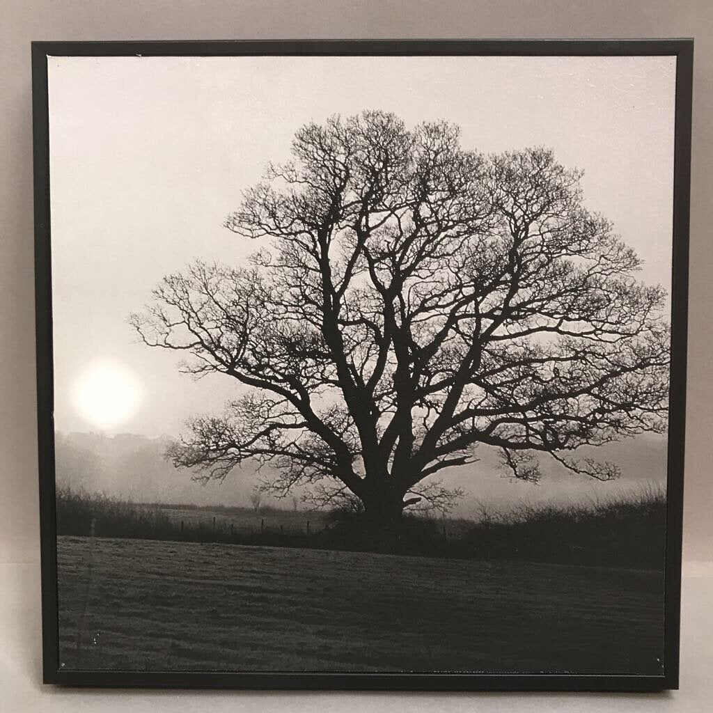 Black Framed Tree Print (10x10)