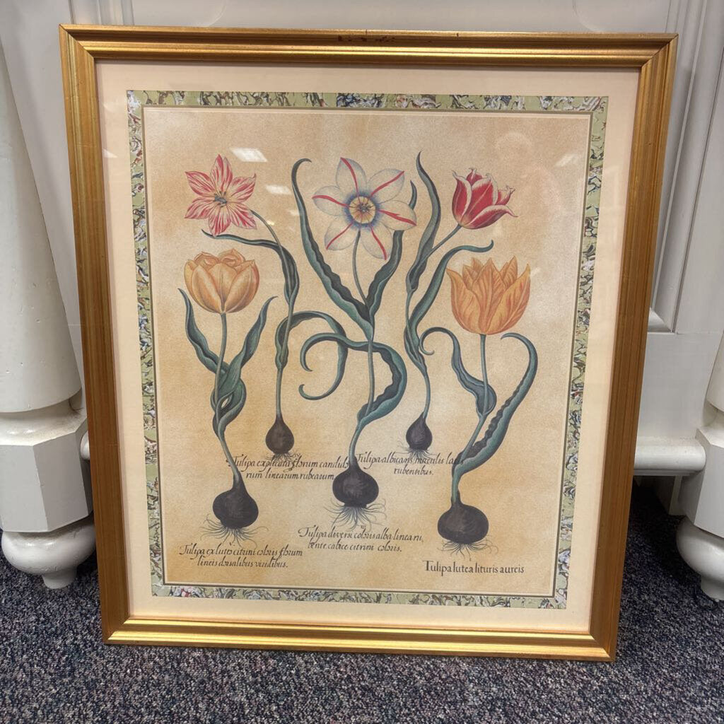 Framed Botanical Tulips Print (23x26)