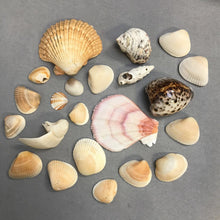 Load image into Gallery viewer, Small Seashell Collection
