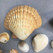 Load image into Gallery viewer, Small Seashell Collection
