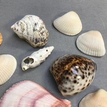 Load image into Gallery viewer, Small Seashell Collection
