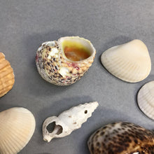 Load image into Gallery viewer, Small Seashell Collection
