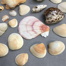 Load image into Gallery viewer, Small Seashell Collection
