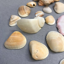 Load image into Gallery viewer, Small Seashell Collection
