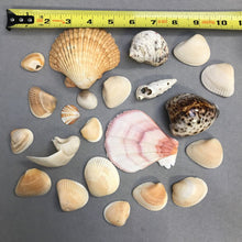 Load image into Gallery viewer, Small Seashell Collection
