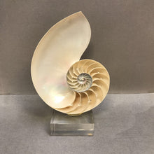 Load image into Gallery viewer, Chambered Nautilus Seashell Half on Acrylic Base (~8.5x5.5x3)
