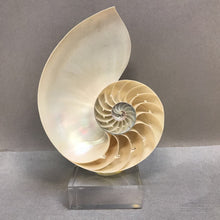 Load image into Gallery viewer, Chambered Nautilus Seashell Half on Acrylic Base (~8.5x5.5x3)

