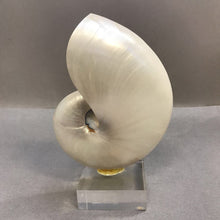 Load image into Gallery viewer, Chambered Nautilus Seashell Half on Acrylic Base (~8.5x5.5x3)
