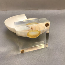 Load image into Gallery viewer, Chambered Nautilus Seashell Half on Acrylic Base (~8.5x5.5x3)
