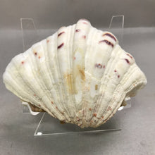 Load image into Gallery viewer, Large Bear Paw Hippopus Half Clam Shell (5x7)
