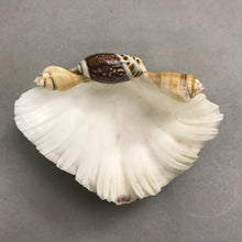 Load image into Gallery viewer, Large Bear Paw Hippopus Half Clam Shell (5x7)
