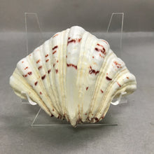 Load image into Gallery viewer, Bear Paw Hippopus Half Clam Shell (6x5)
