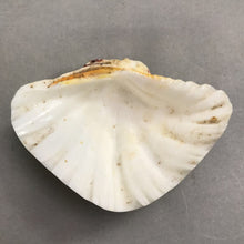 Load image into Gallery viewer, Bear Paw Hippopus Half Clam Shell (6x5)
