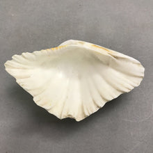 Load image into Gallery viewer, Strawberry Bear Claw Half Clam Shell (7x4)
