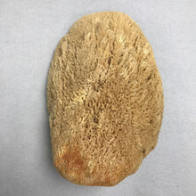 Load image into Gallery viewer, Large Natural Sea Sponge (10x7)
