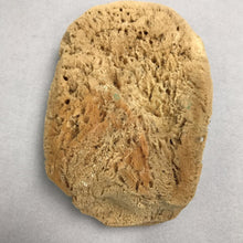 Load image into Gallery viewer, Large Natural Sea Sponge (10x7)
