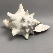 Load image into Gallery viewer, Large Seashell / Conch Shell (~5.5x10x7.5)
