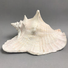 Load image into Gallery viewer, Large Seashell / Conch Shell (~5.5x10x7.5)
