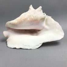Load image into Gallery viewer, Large Seashell / Conch Shell (~5.5x10x7.5)
