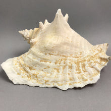 Load image into Gallery viewer, Large Seashell / Conch Shell (~5.5x9x7.5)
