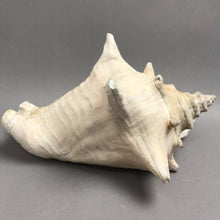 Load image into Gallery viewer, Large Seashell / Conch Shell (~5.5x9x7.5)
