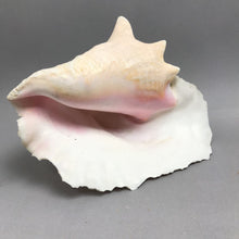 Load image into Gallery viewer, Large Seashell / Conch Shell (~5.5x9x7.5)
