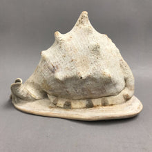 Load image into Gallery viewer, King Helmet Conch Shell / Seashell (~6x9x7.5)
