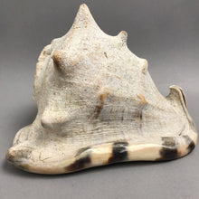 Load image into Gallery viewer, King Helmet Conch Shell / Seashell (~6x9x7.5)
