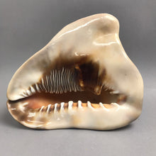 Load image into Gallery viewer, King Helmet Conch Shell / Seashell (~6x9x7.5)
