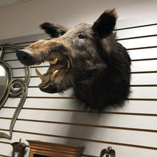 Load image into Gallery viewer, Taxidermy Boar Head Mount (19x23x10)
