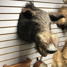 Load image into Gallery viewer, Taxidermy Boar Head Mount (19x23x10)
