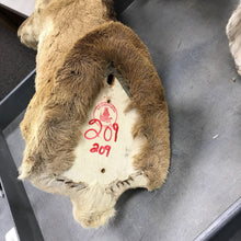 Load image into Gallery viewer, Taxidermy Pronghorn Antelope Head Mount (31x14x19)
