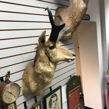 Load image into Gallery viewer, Taxidermy Pronghorn Antelope Head Mount (31x14x19)
