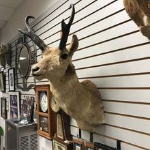 Load image into Gallery viewer, Taxidermy Pronghorn Antelope Head Mount (31x14x19)

