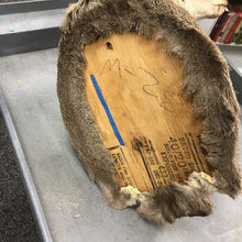 Load image into Gallery viewer, Taxidermy Buck 9 Point Head Mount, Velvet Antlers(41x21x31)
